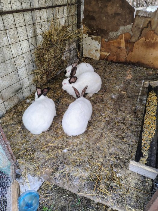 Hycole francez și uriaș de Transilvania