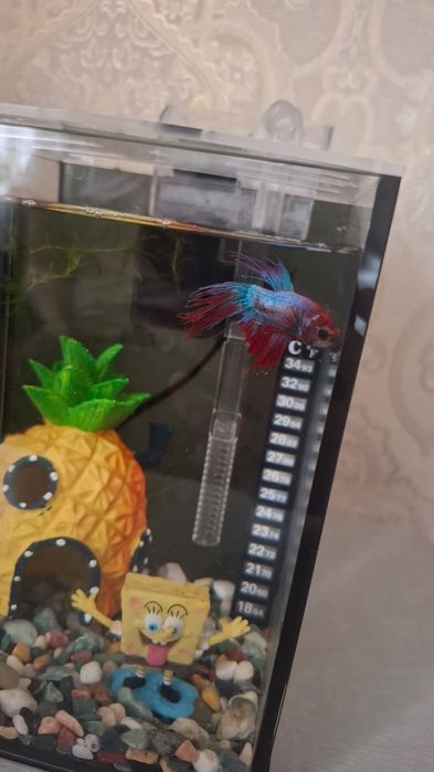 Аквариум 5л (рыба-петушок +декор+фильтр)