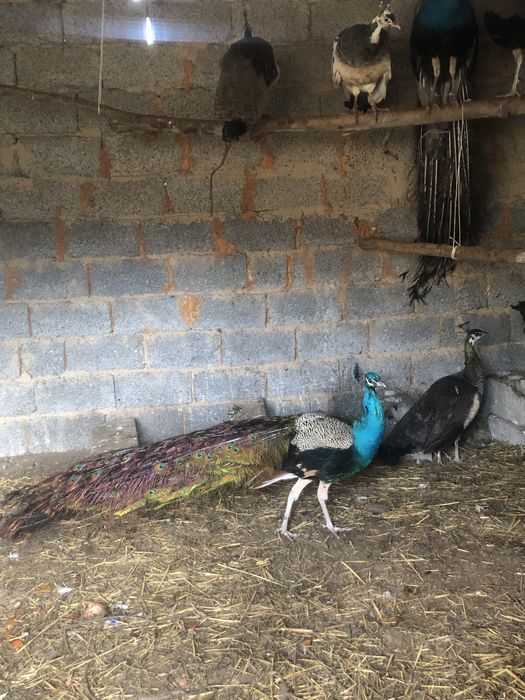 Павлиндер сатылады