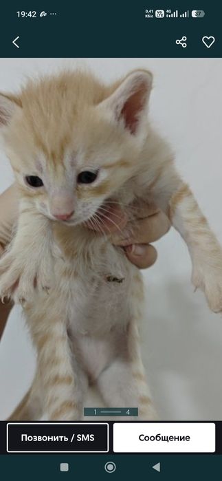 Котята отдам даром