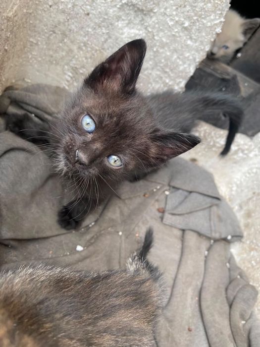 Отдам котят в добрые руки
