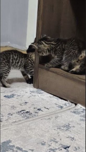 Aka-Uka Mushukchalar