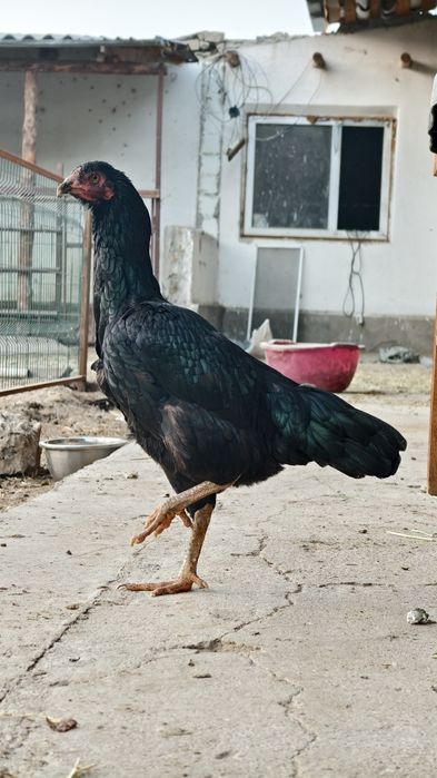 Дакан пары сатылады