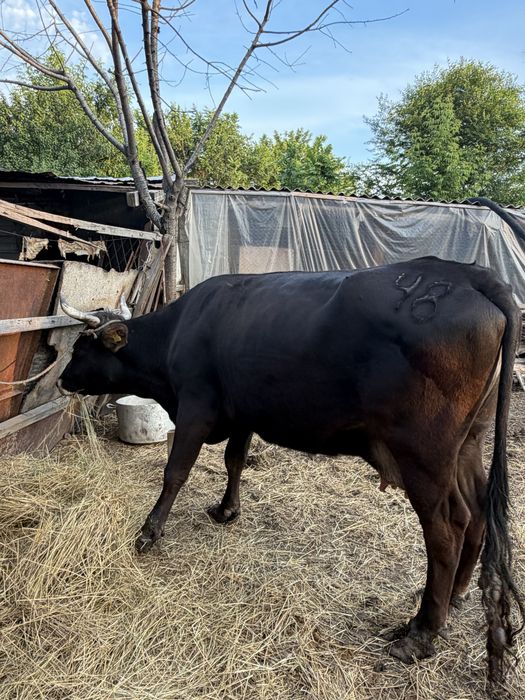 Продам домашнюю корову