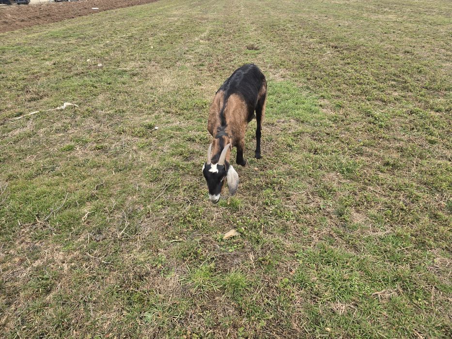 Capră  Anglinubian caută stăpân