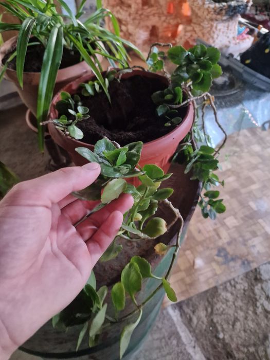 Продам домашние растения