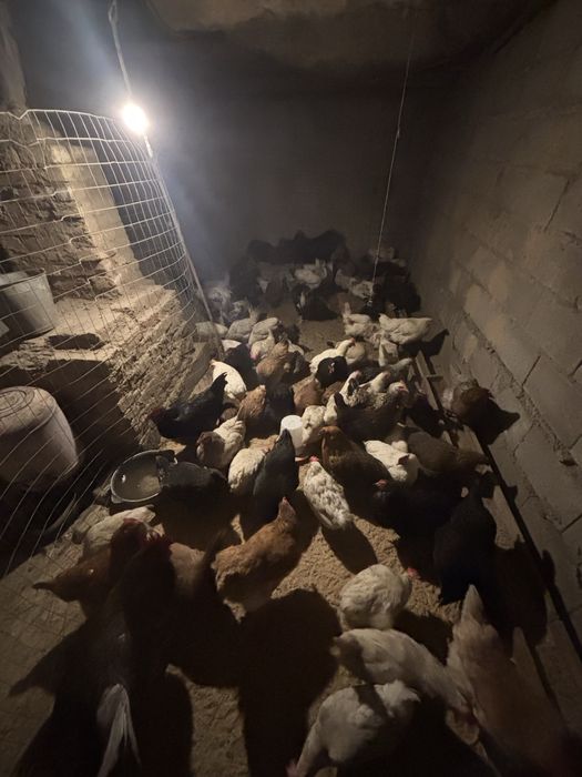 Продам курей  куры