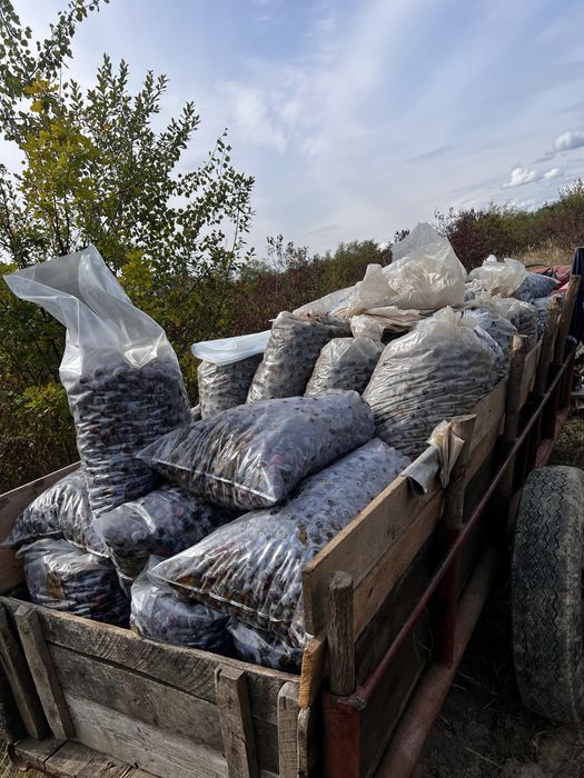 Vand prune pentru țuica