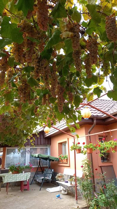 Toaletare pomi fructiferi, trandafiri și vie.