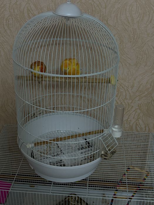 Певчий попугай идеал