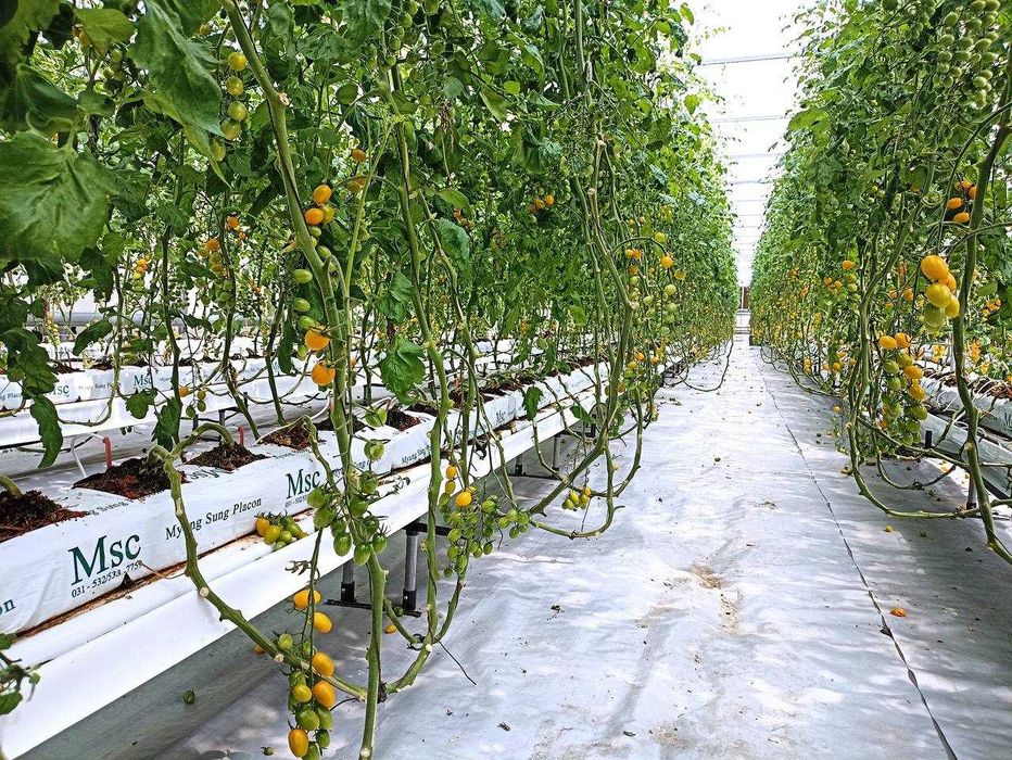 Kokosiviy substrat, какосивий субстратб , Cocopeat