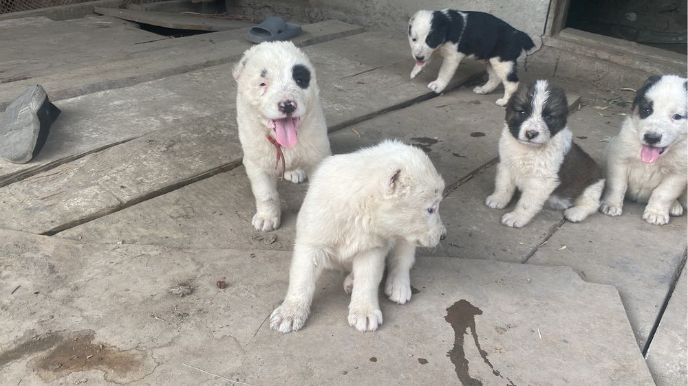 Продается щенки