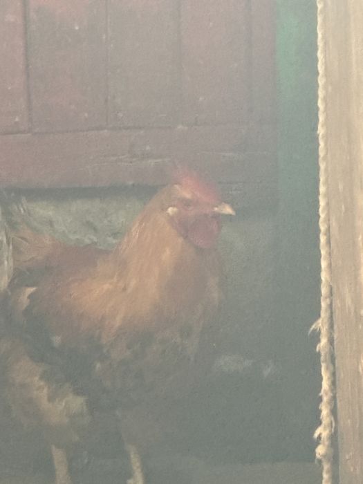 Продам два петуха красный род айленд, белый адлерский помесь.