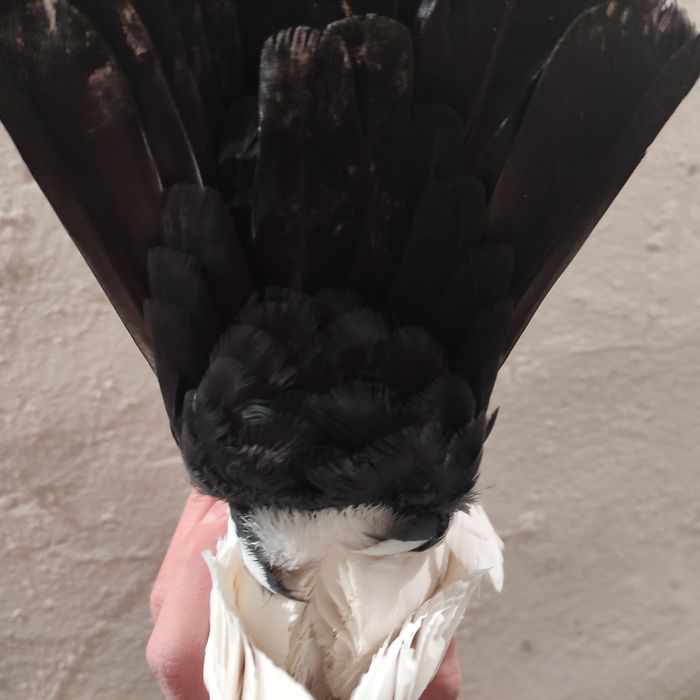 Голуби домашние чернохвостые пара (персы)