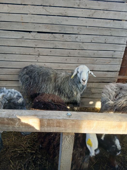 Продам кошкаров.