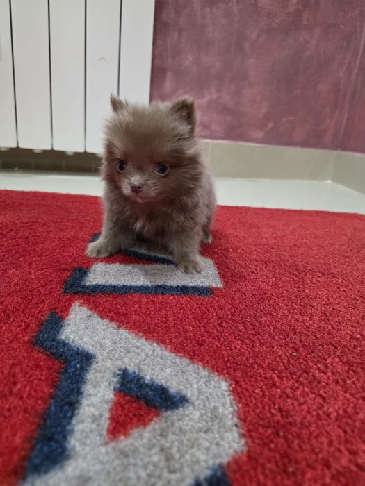 Pomeranian mini mascul