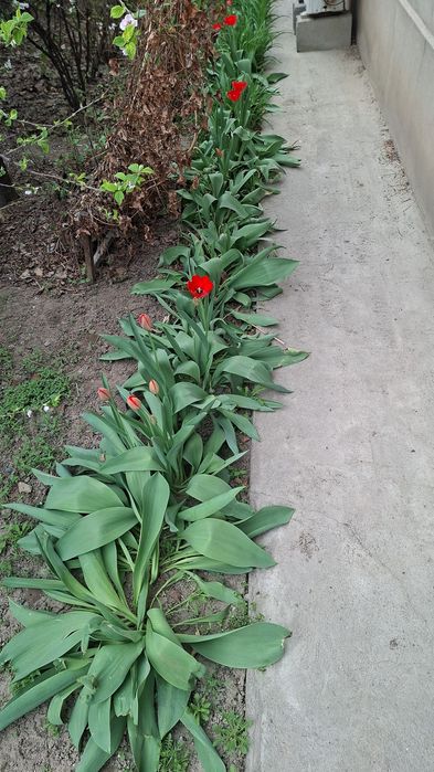 Луковицы тюльпана