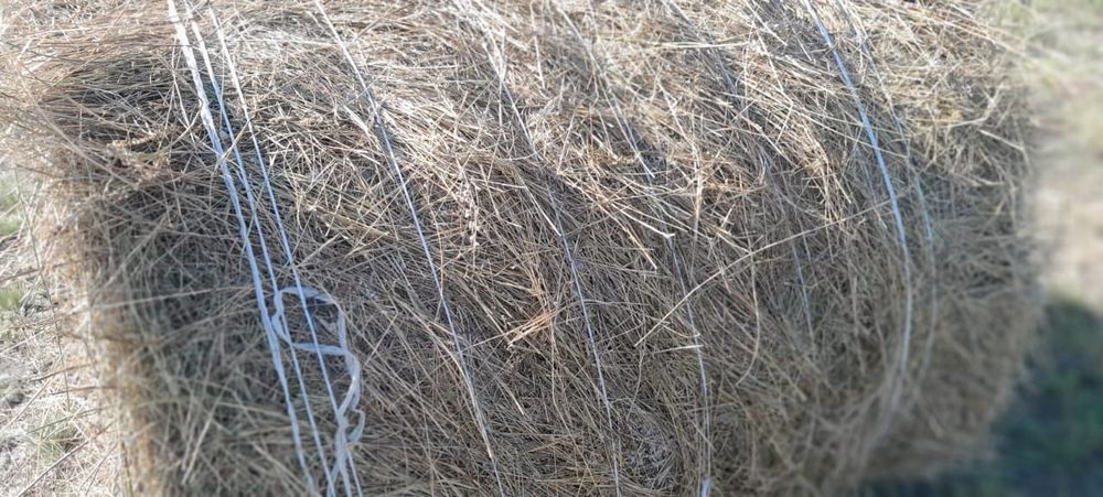 Сено в рулонах ,в тюках