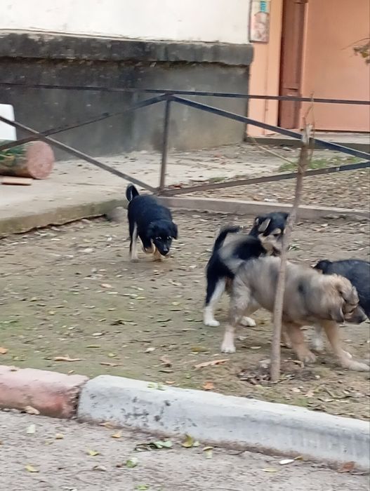 Щенята милые,красивые