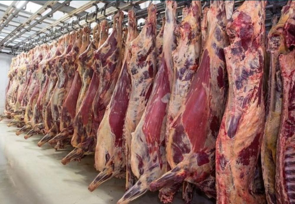 Продать туши говядины