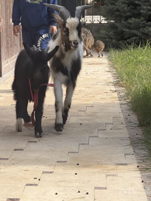 Komerun echki комерунская коза