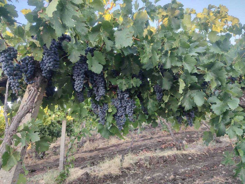 Продавам грозде Мерло и Каберне с.Стамболийски обл.Хасково
