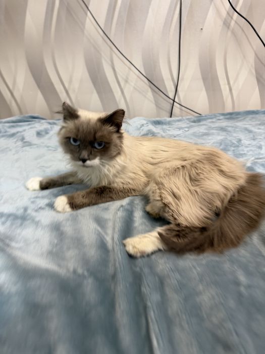 Пудра ищет семью. 8 месяцеы