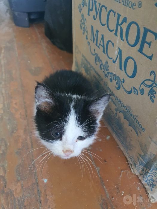 Мышек, Котёнок черно белый