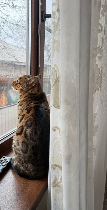 Животные бенгальский кот