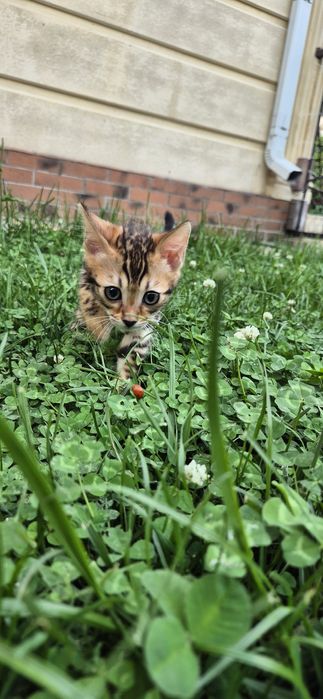 Бенгальские котята