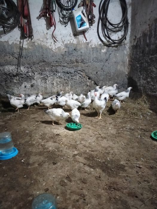 Серебристый Адлер