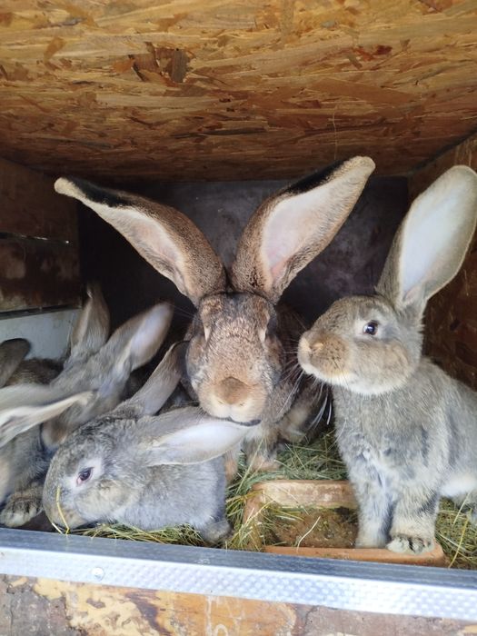 Vând iepuri uriaș german