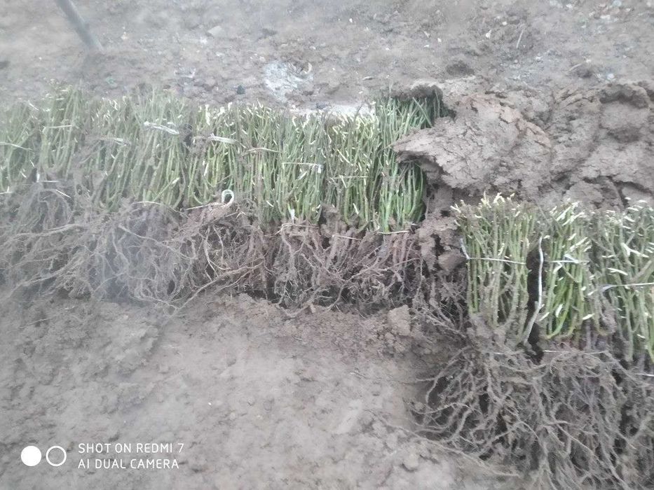 Atrgul koʻchatlari 75xil turdagi atrgul koʻchatlari bor