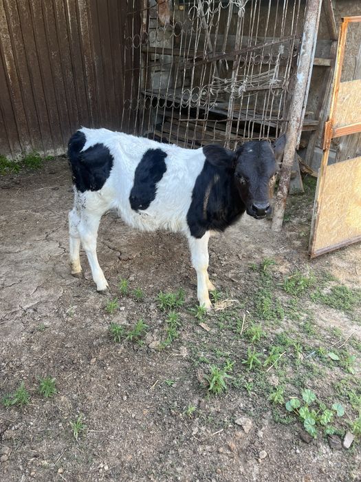 Сатылымда бұзаулар