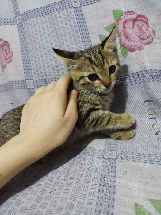 Отдам 2-х месячных  котят