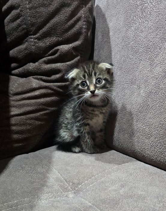 Шотландский котёнок. мальчик .