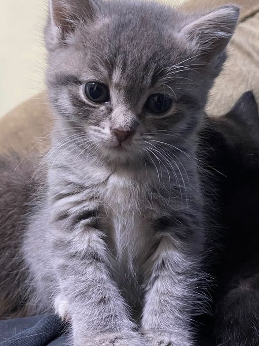 Котята в добрые ручата