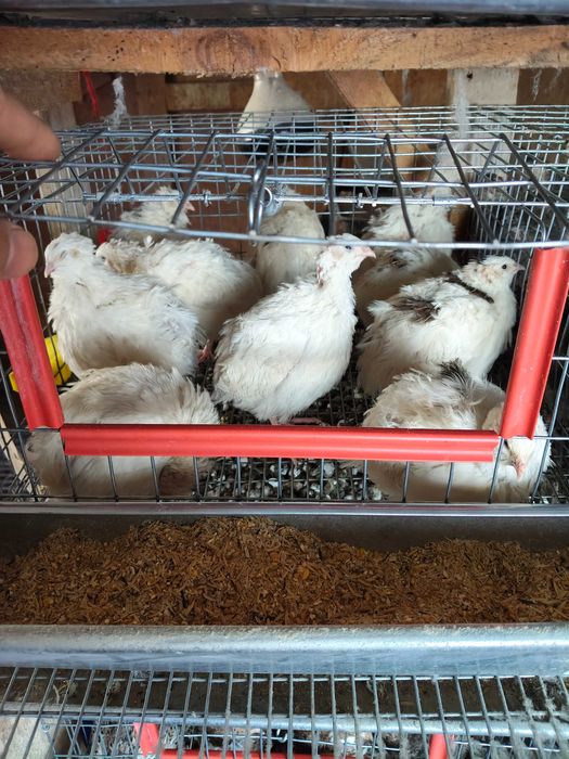 Vând sau schimb 30 prepelițe ouătoare – 2 luni