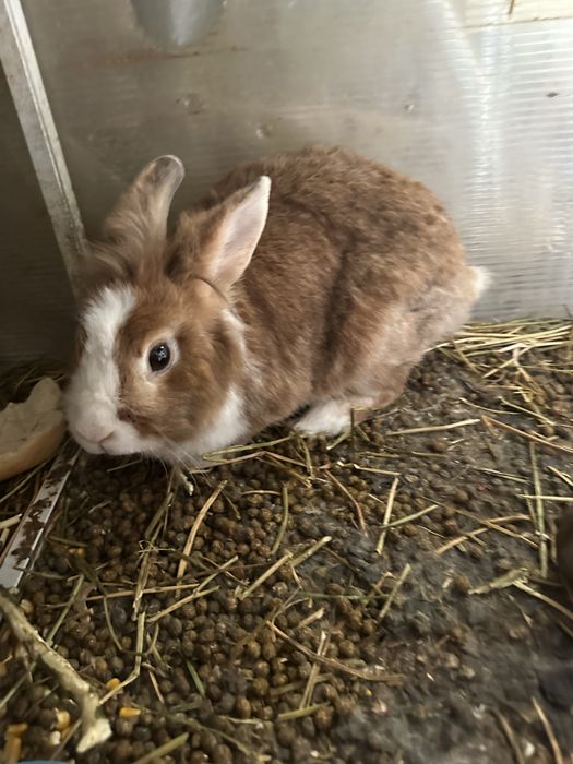 Vand sau schimb iepuri cap de leu si rex pitic