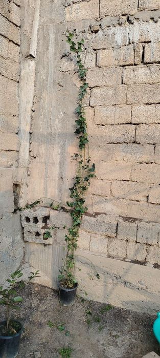 Xar hil turdagi Atirgullar Pulyush gullari