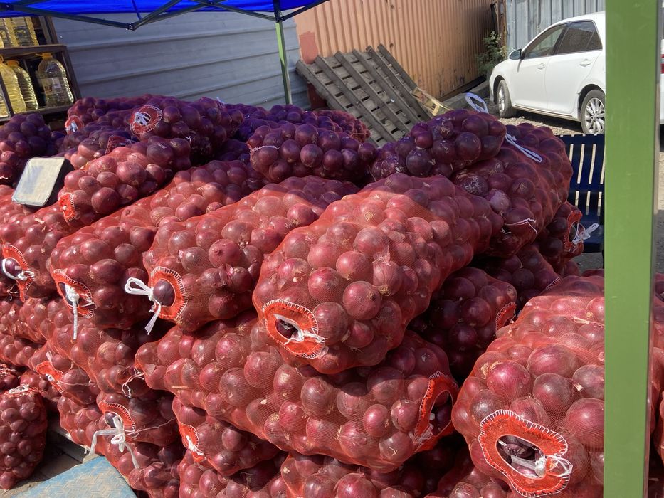 Продам Фиолетовый лук