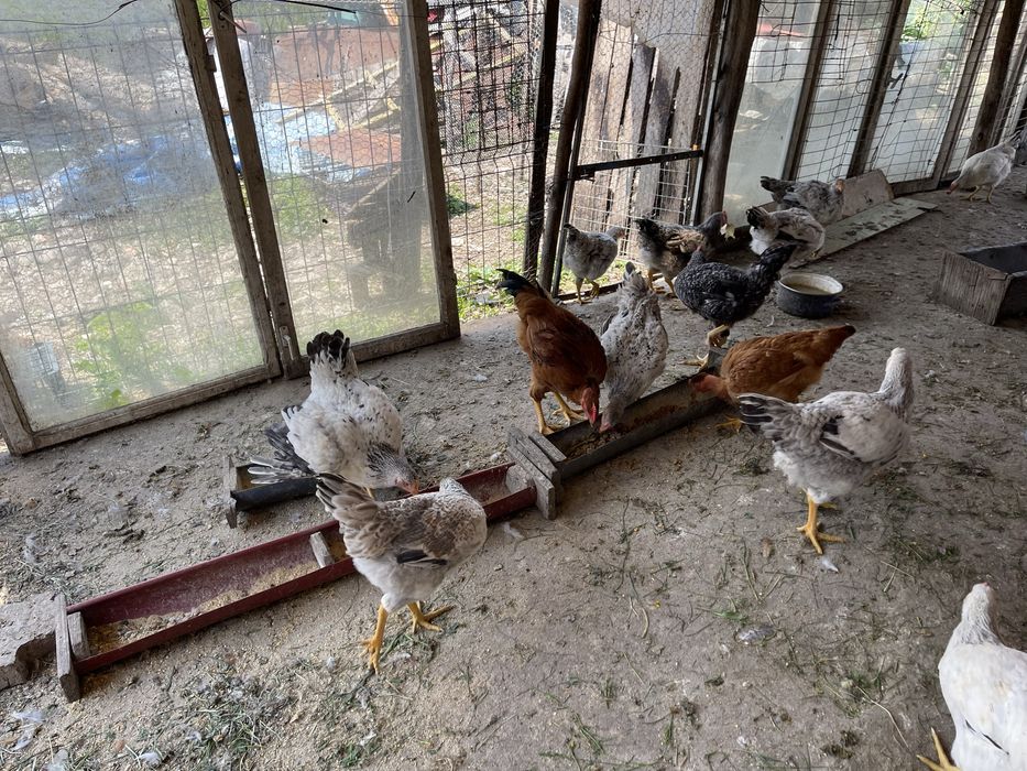 Gaini puicute. Si cocosi Tinere toate culorile.  Gat golas. Porumbițe