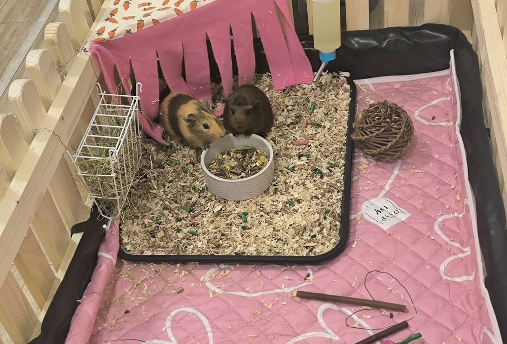 СПЕШНО Две морски свинчета и клетка