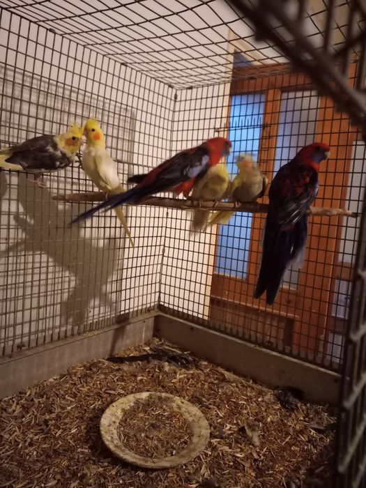 продаются пенантовые розеллы