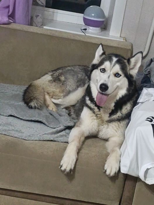 Собака хаска 3 года цена договор