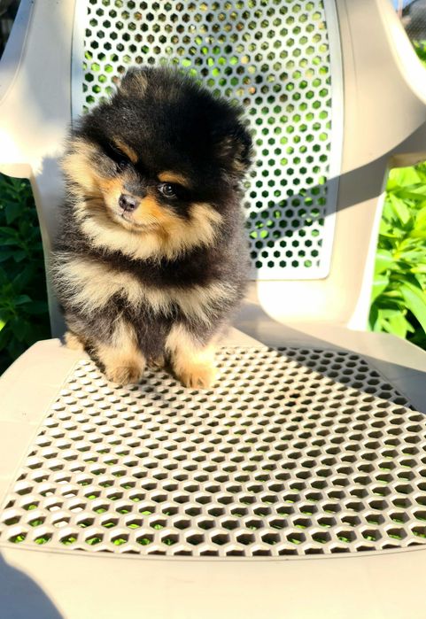 Померан померан.