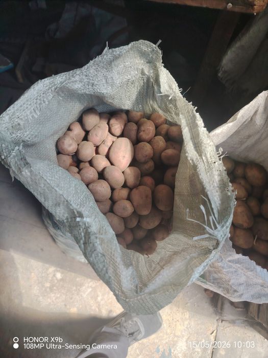 Продам семяную кортошку