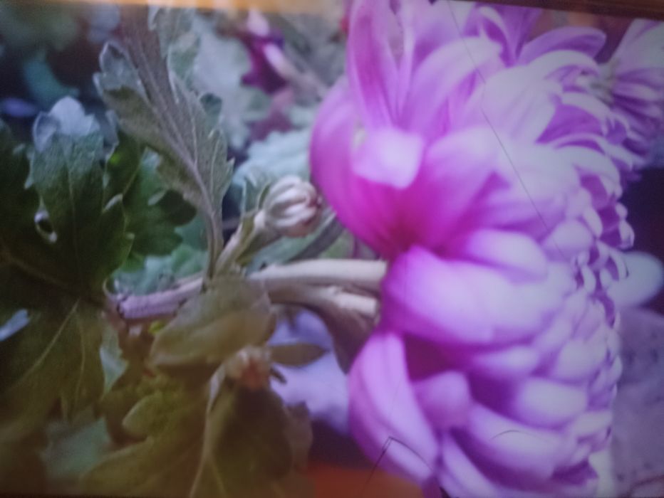 Укорененные черенки хризантемы