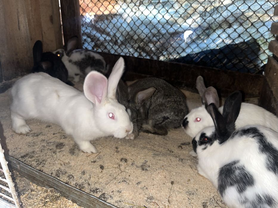 Продавам зайци кръстоска