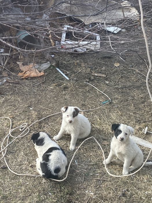 Срочно отдам щенят в добрые руки
